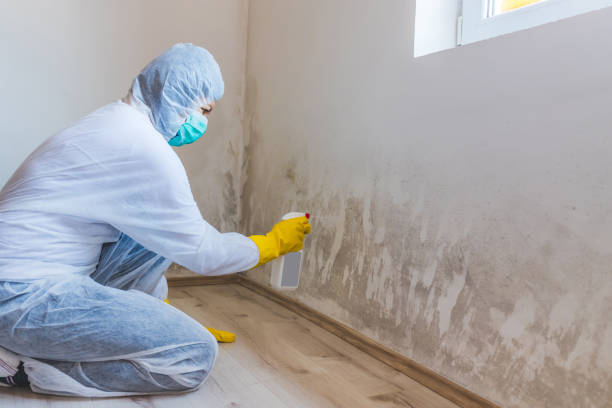 Licensed Basement Mold Remediation service in Hastings, PA - WQB Mold Removal