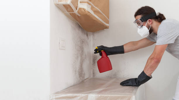 Professional Basement Mold Remediation technician working in Hastings, PA