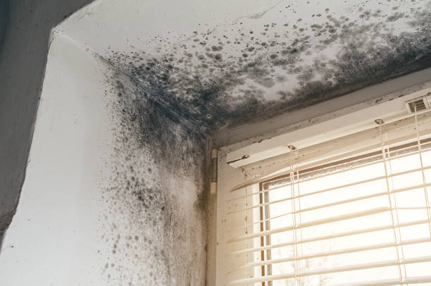 Affordable Basement Mold Remediation solutions in Hastings, PA